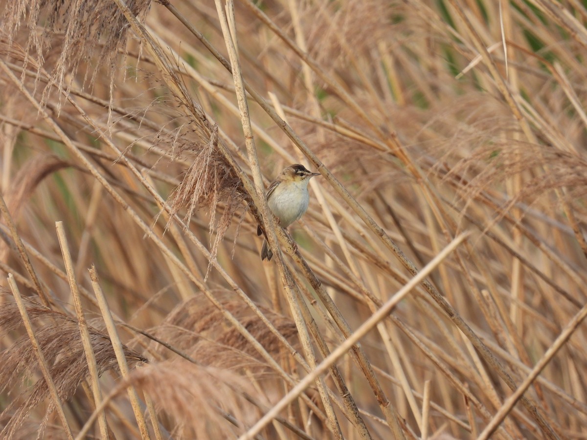 Sedge Warbler - ML644517707