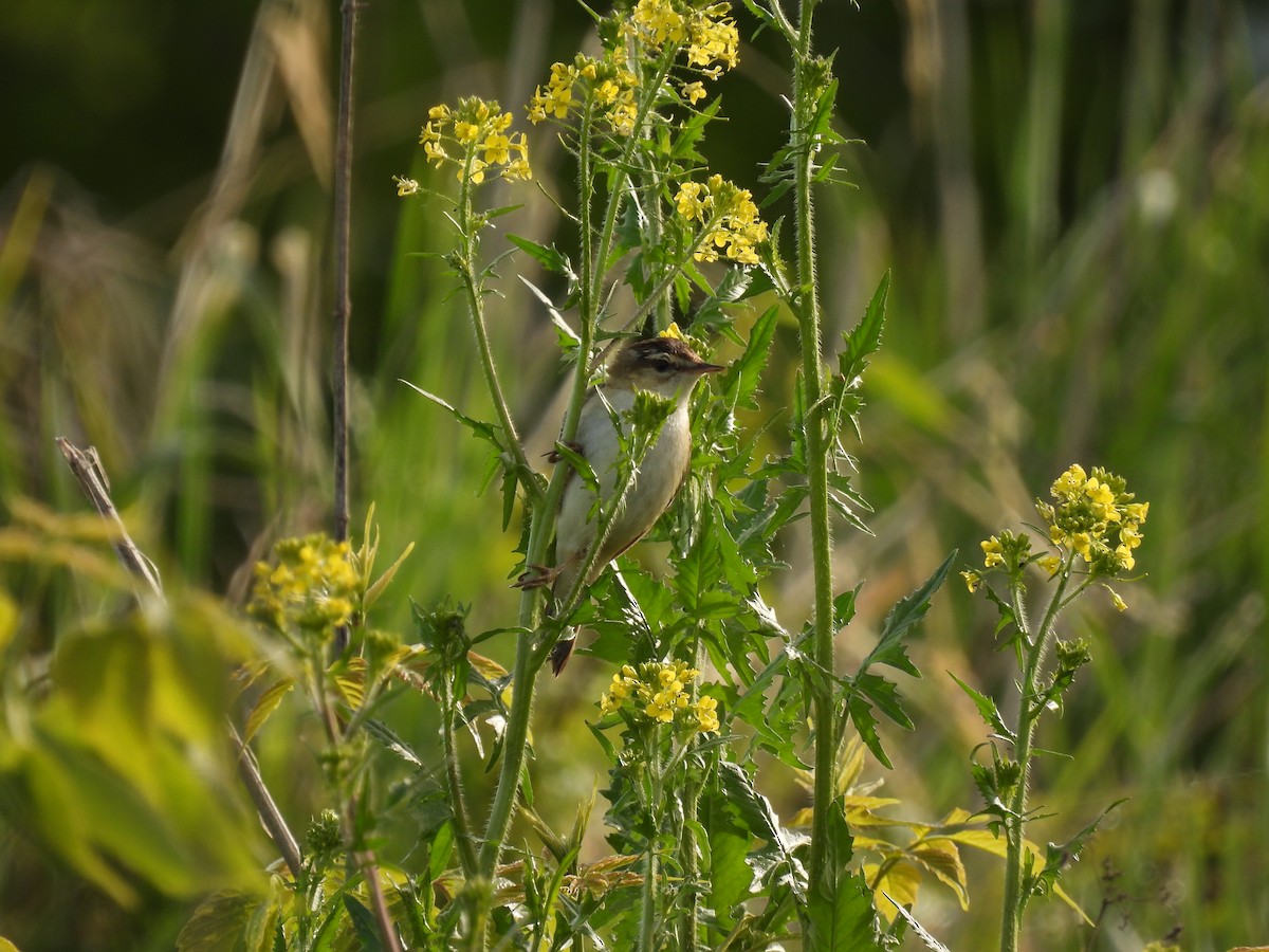 Sedge Warbler - ML644517708