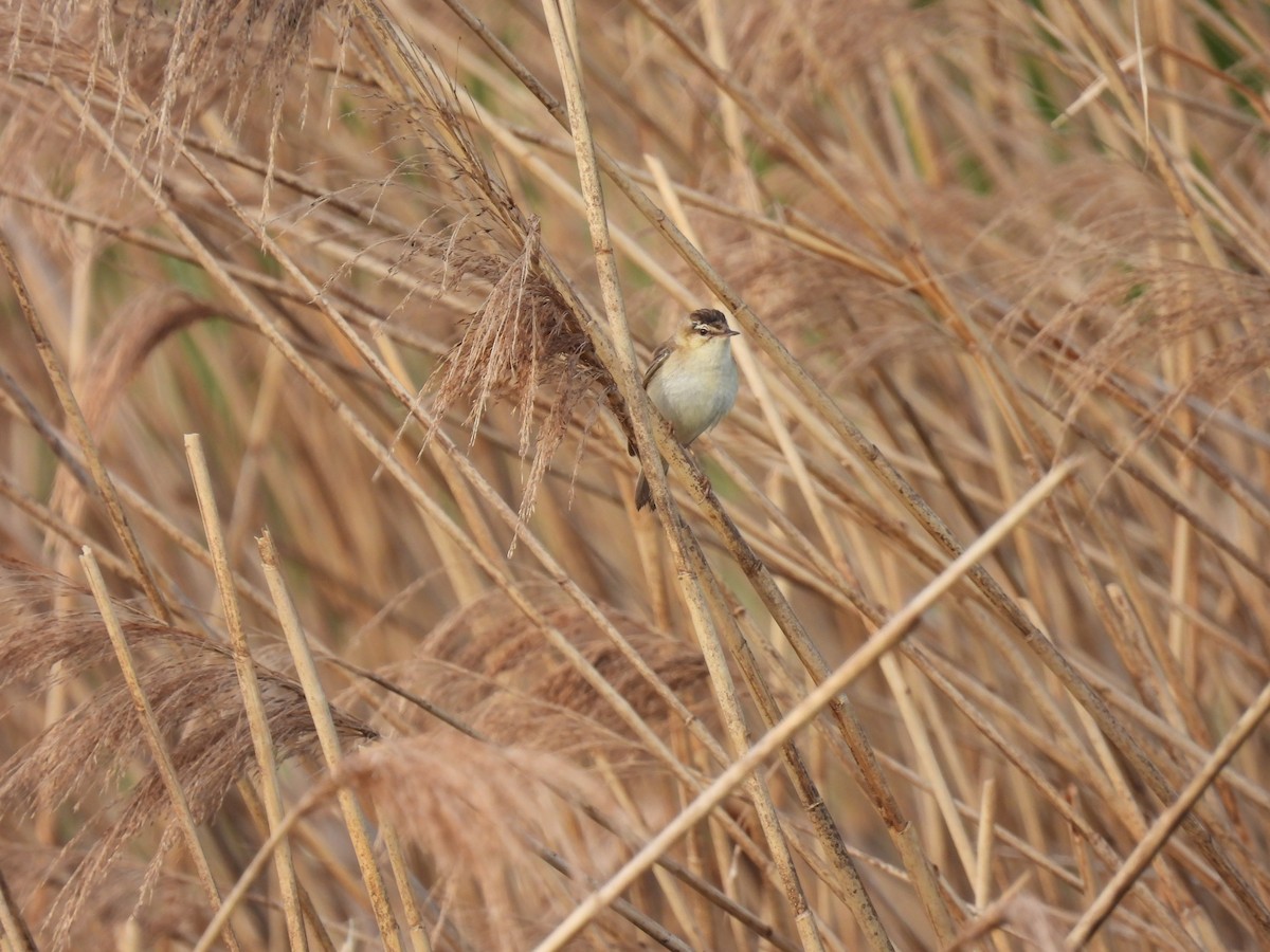 Sedge Warbler - ML644517709