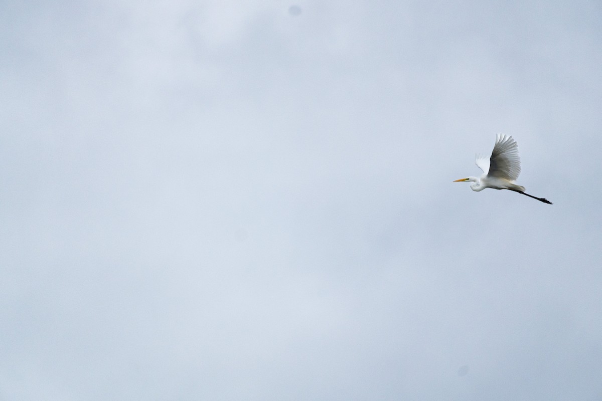 Great Egret - ML644517722