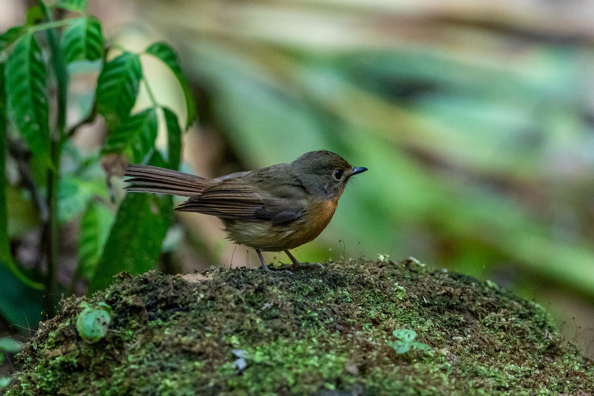 Hill Blue Flycatcher - ML644517723