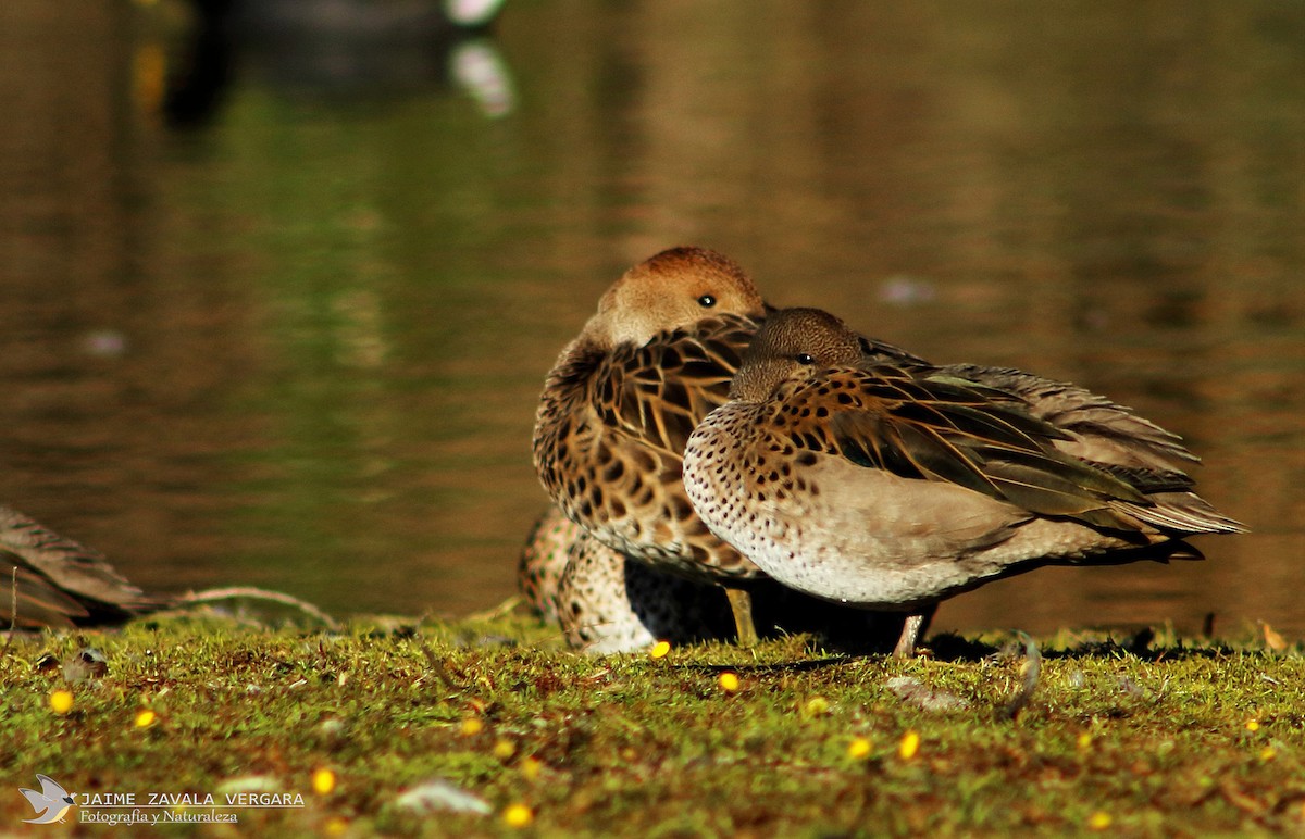 Желтоклювый чирок - ML644517726