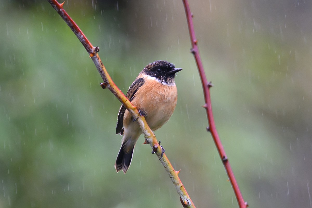 シベリアノビタキ - ML644517727