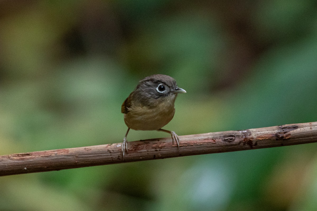 Nepal Fulvetta - ML644517730
