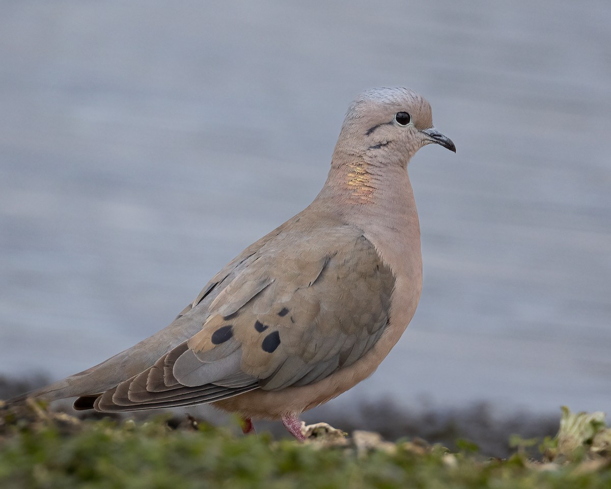 Eared Dove - ML644517731