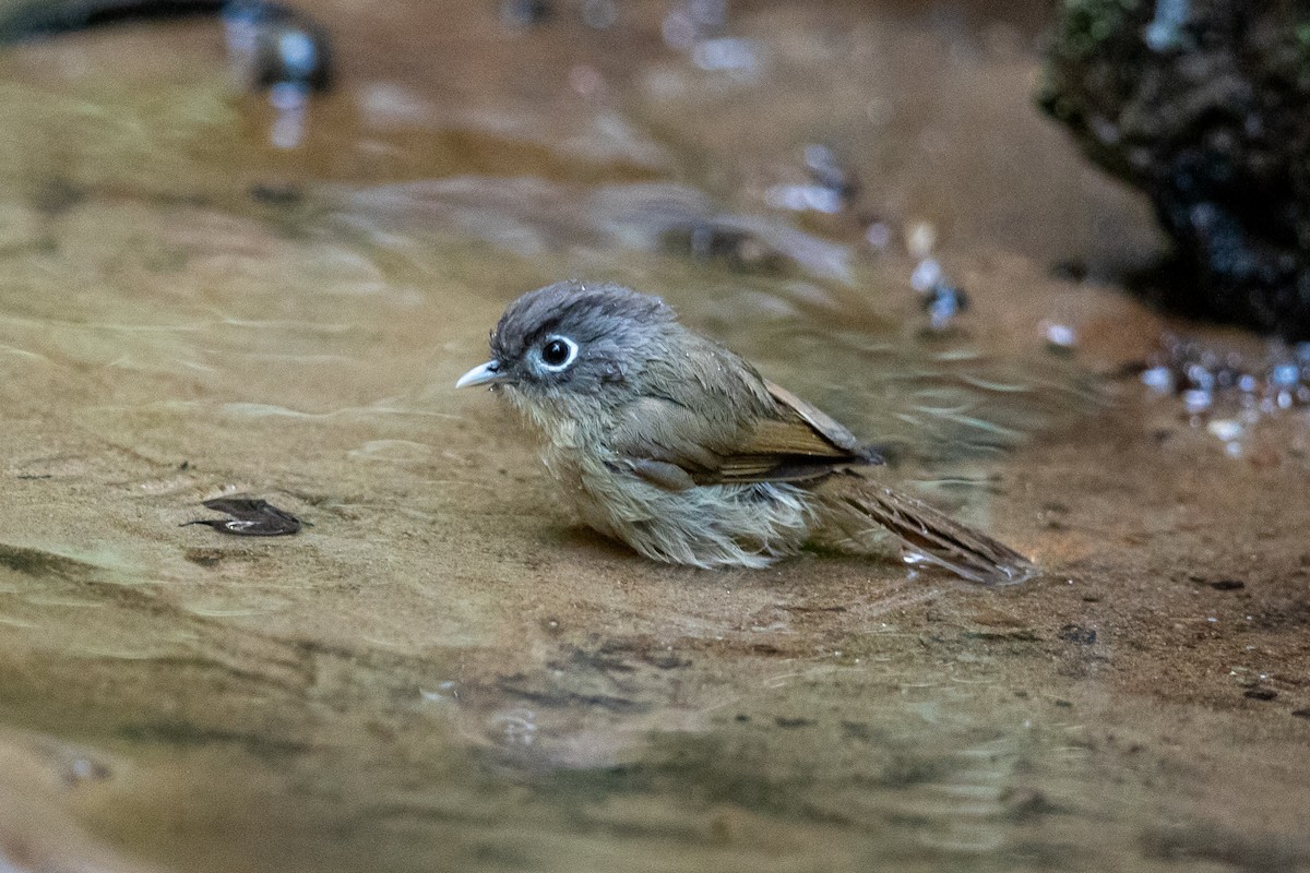 Nepal Fulvetta - ML644517733