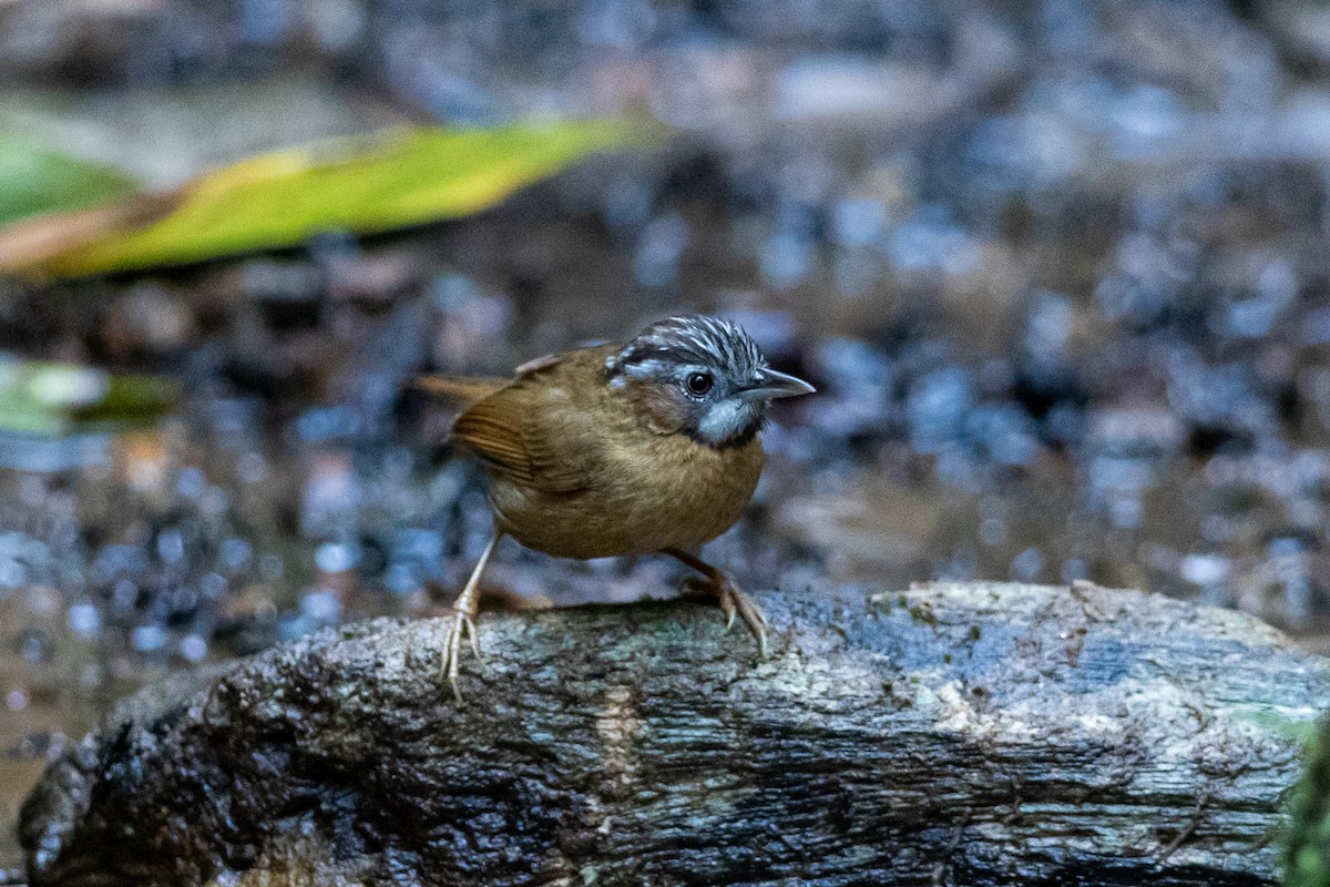 Gray-throated Babbler - ML644517737