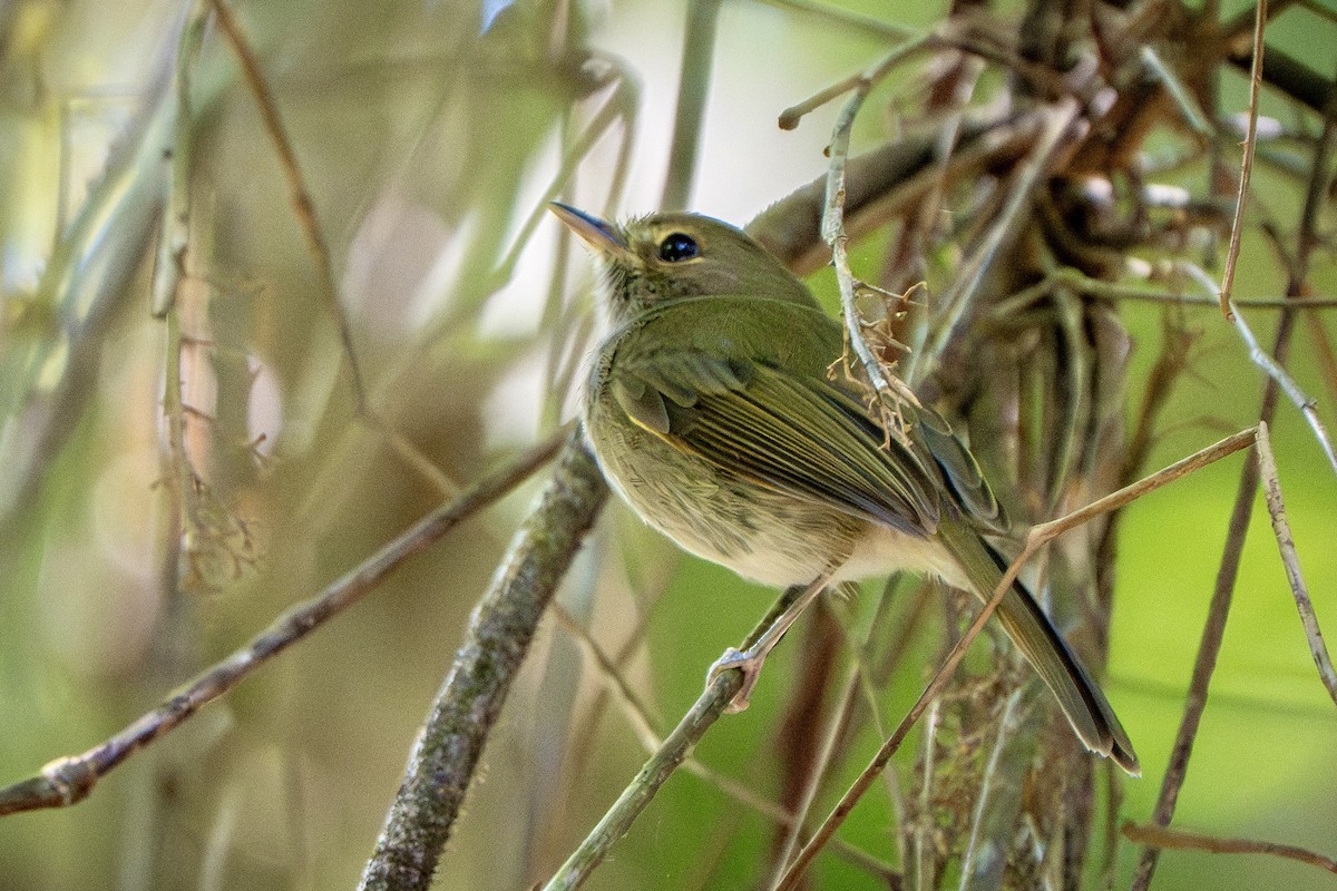 Todirostre à poitrine ombrée - ML644517738