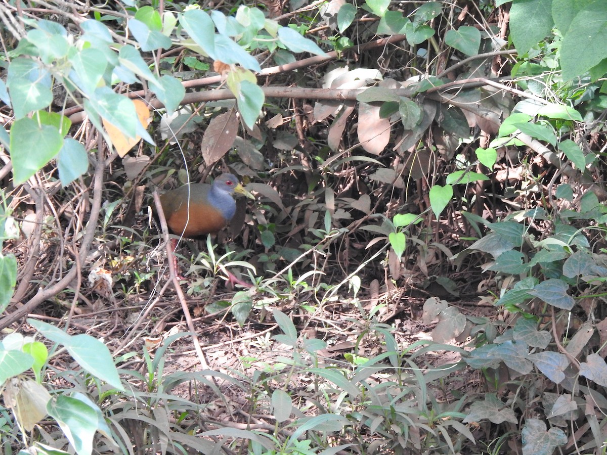 Gray-cowled Wood-Rail - ML644517740