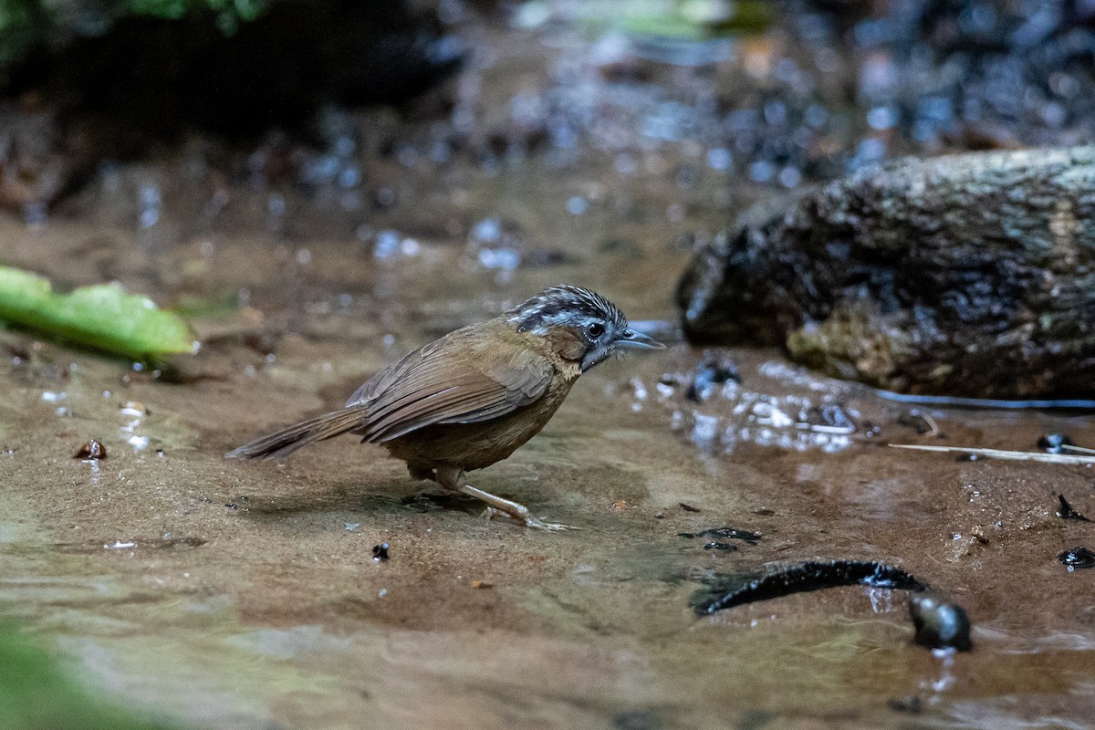 Gray-throated Babbler - ML644517741