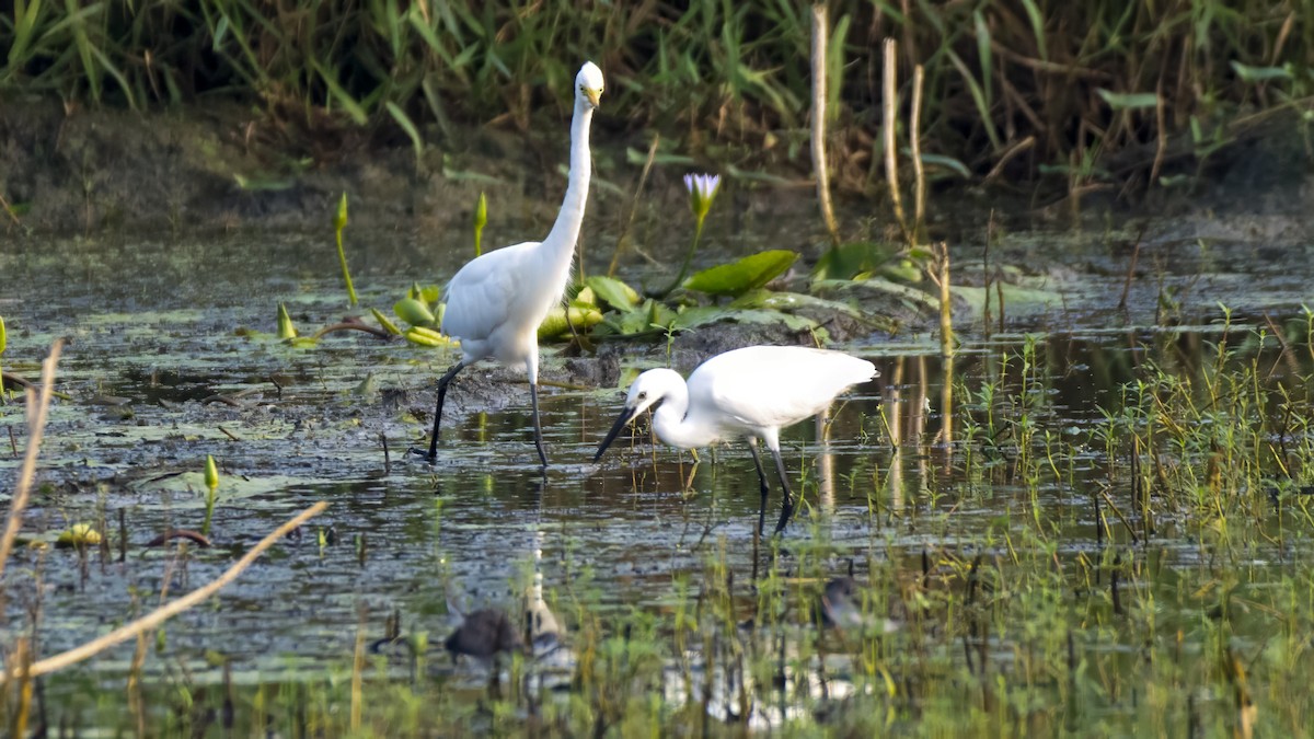 Medium Egret - ML644517743