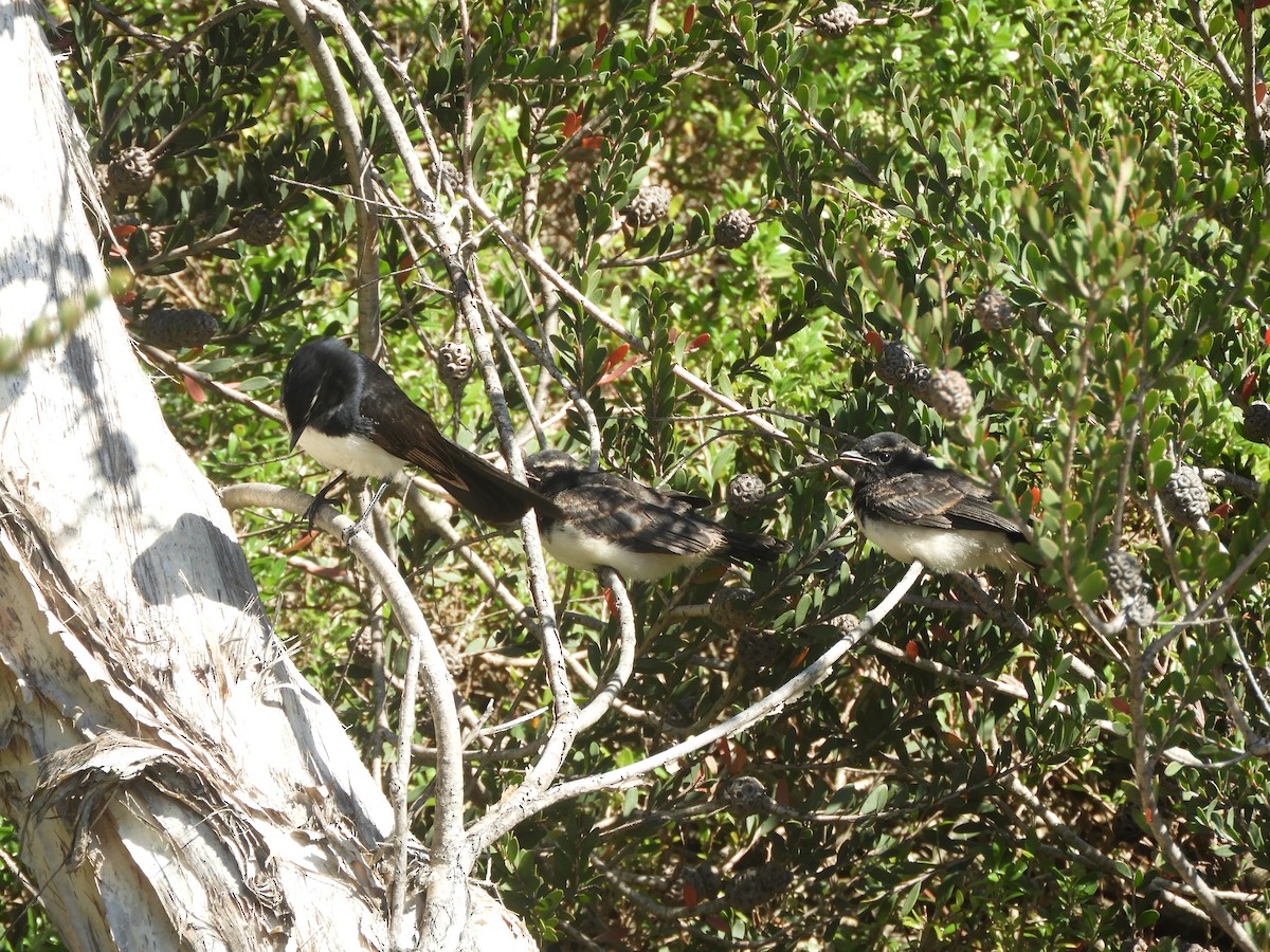 Willie-wagtail - ML644517745