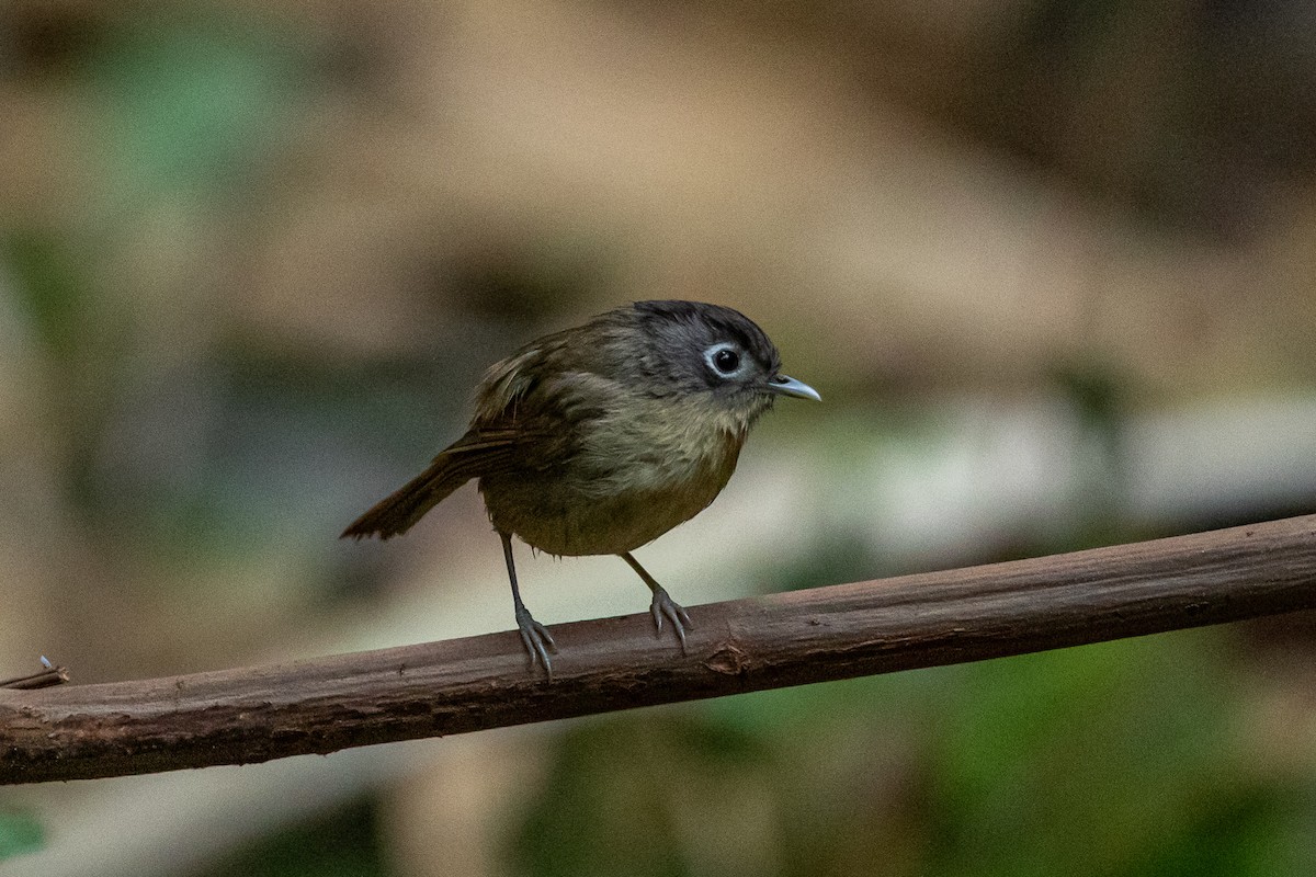 Nepal Fulvetta - ML644517746