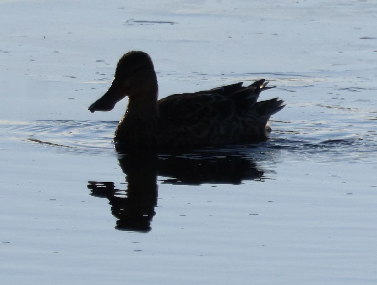 ハシビロガモ - ML644517754