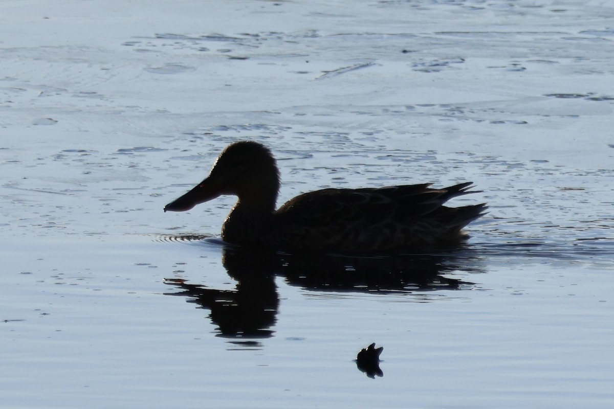 ハシビロガモ - ML644517755