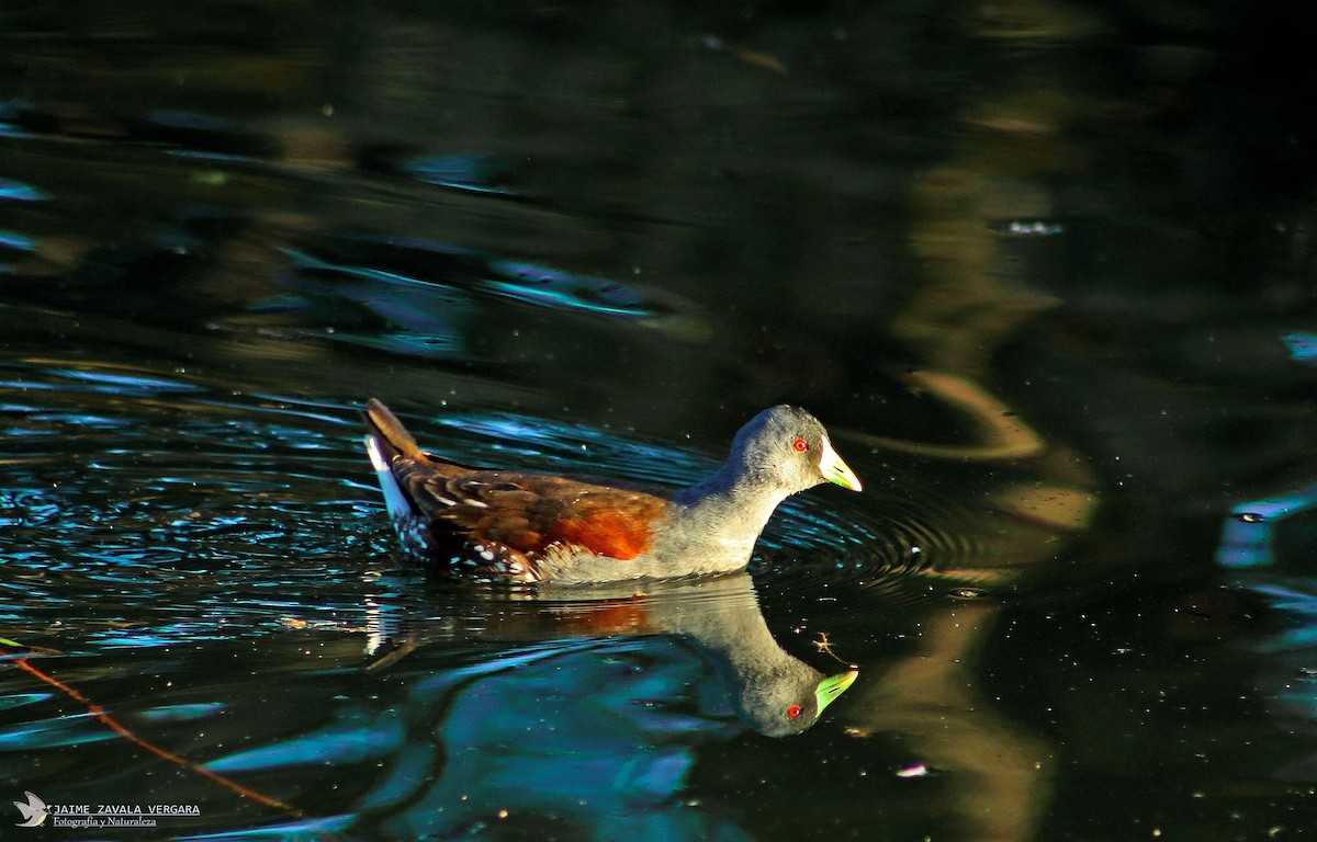 Spot-flanked Gallinule - ML644517758
