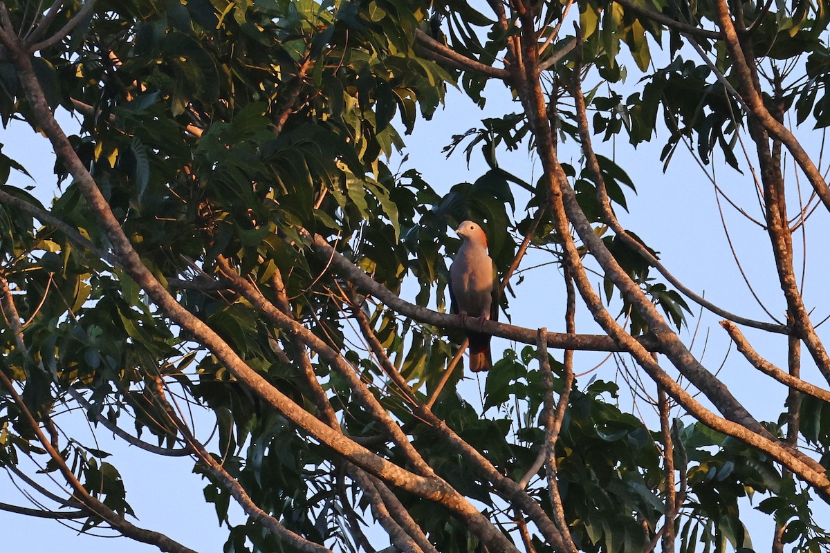 Green Imperial-Pigeon (Rufous-naped) - ML644517759