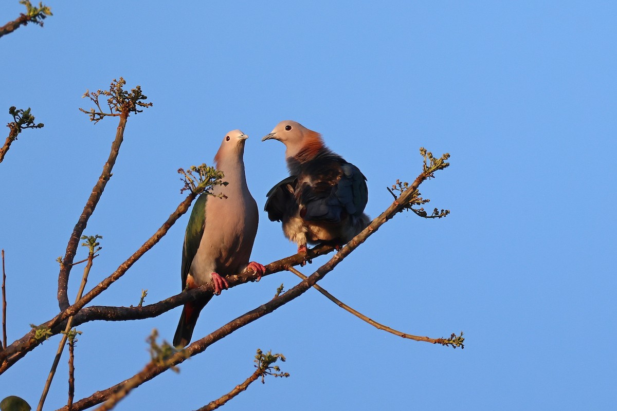 Green Imperial-Pigeon (Rufous-naped) - ML644517760