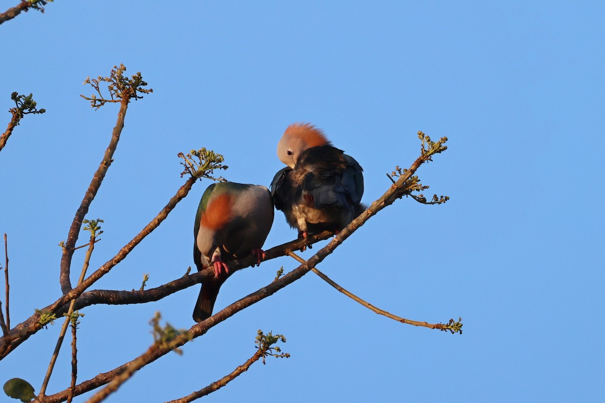 Green Imperial-Pigeon (Rufous-naped) - ML644517761