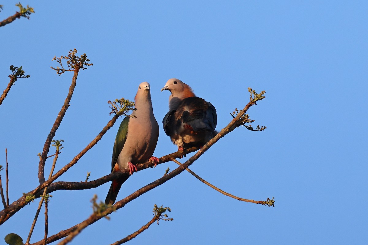 Green Imperial-Pigeon (Rufous-naped) - ML644517762