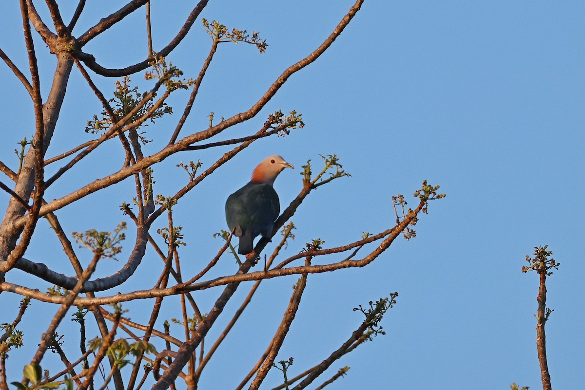 Green Imperial-Pigeon (Rufous-naped) - ML644517764