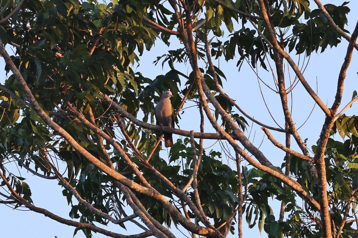 Green Imperial-Pigeon (Rufous-naped) - ML644517765