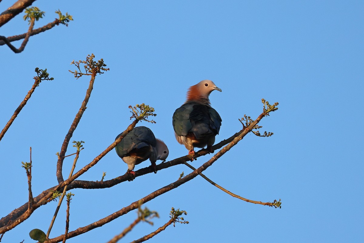 Green Imperial-Pigeon (Rufous-naped) - ML644517766