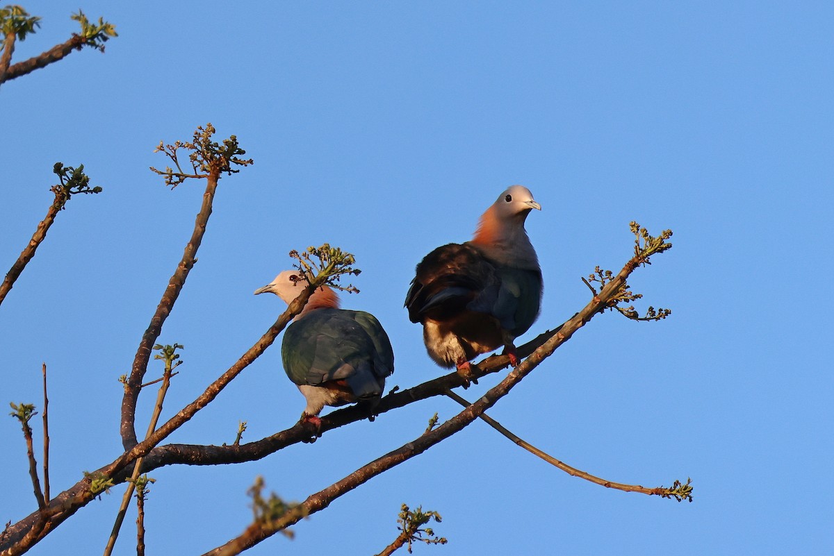 Green Imperial-Pigeon (Rufous-naped) - ML644517767