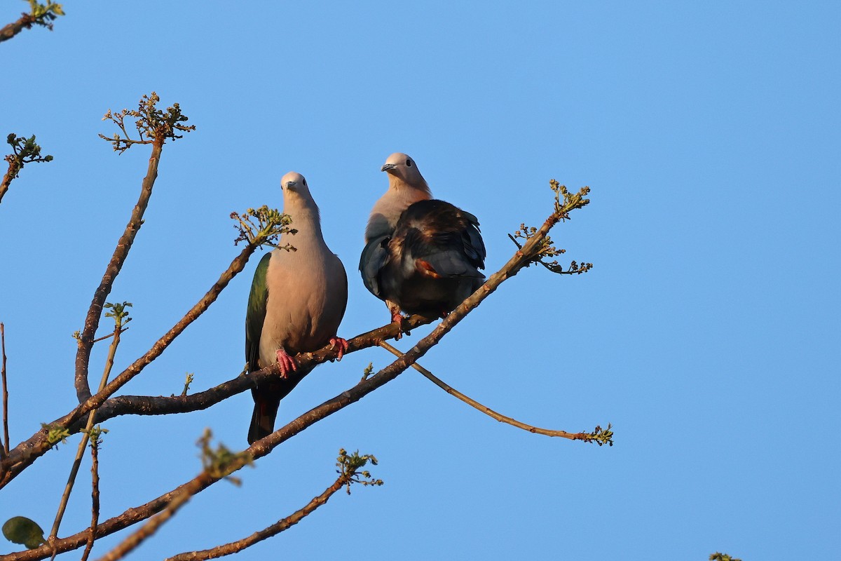 Green Imperial-Pigeon (Rufous-naped) - ML644517768
