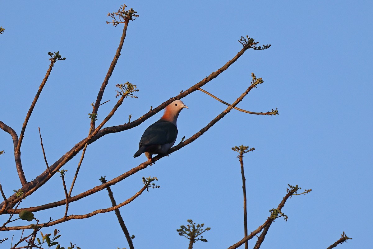 Green Imperial-Pigeon (Rufous-naped) - ML644517769