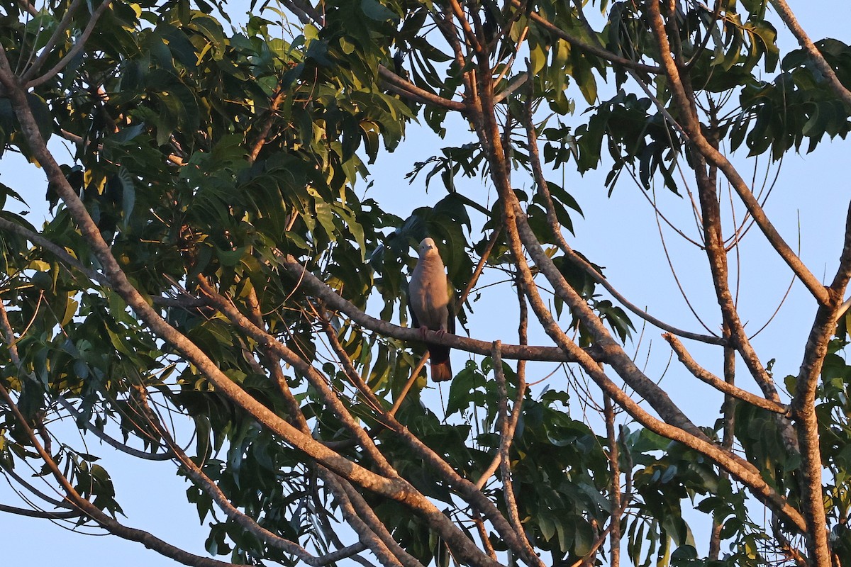 Green Imperial-Pigeon (Rufous-naped) - ML644517770