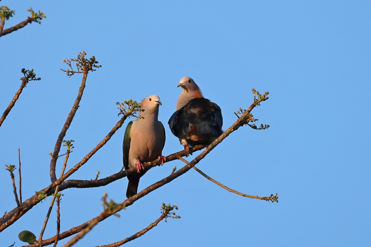 Green Imperial-Pigeon (Rufous-naped) - ML644517771