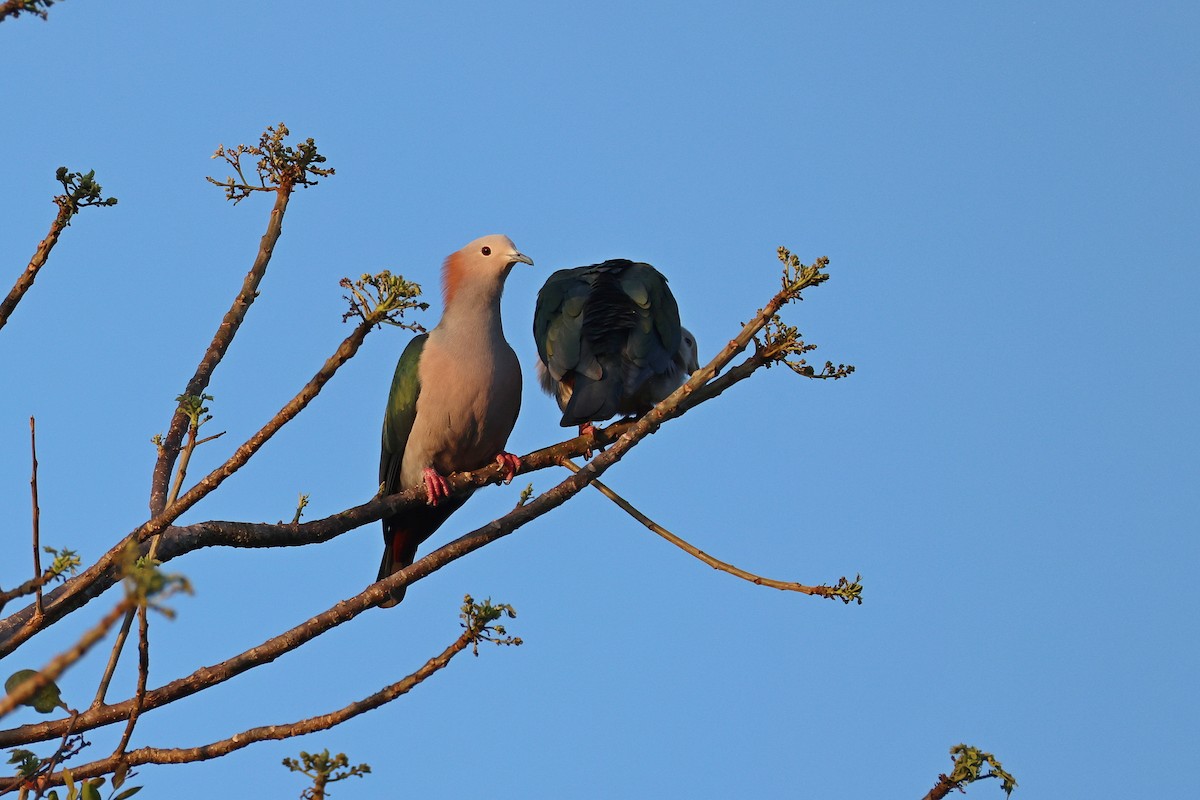 Green Imperial-Pigeon (Rufous-naped) - ML644517772