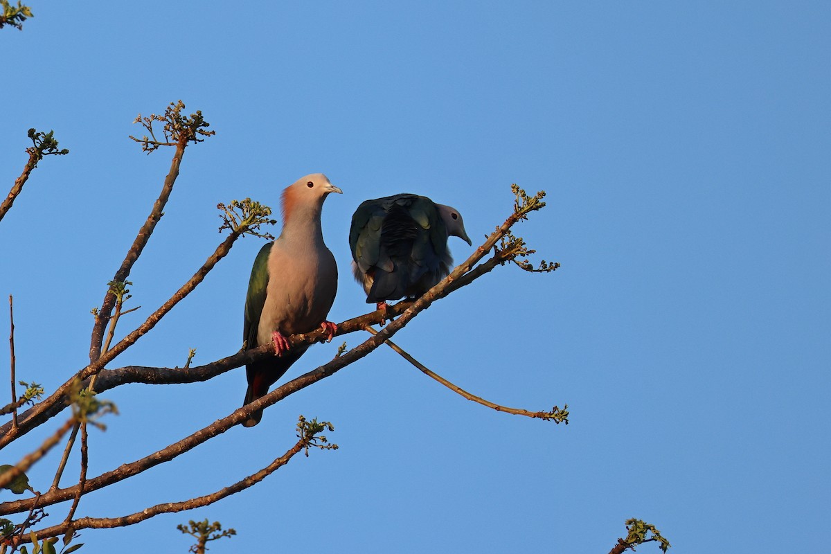 Green Imperial-Pigeon (Rufous-naped) - ML644517773