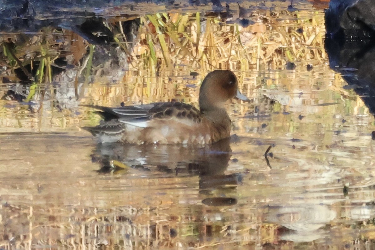 ヒドリガモ - ML644517774