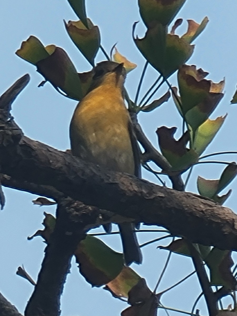 Mugimaki Flycatcher - ML644517777