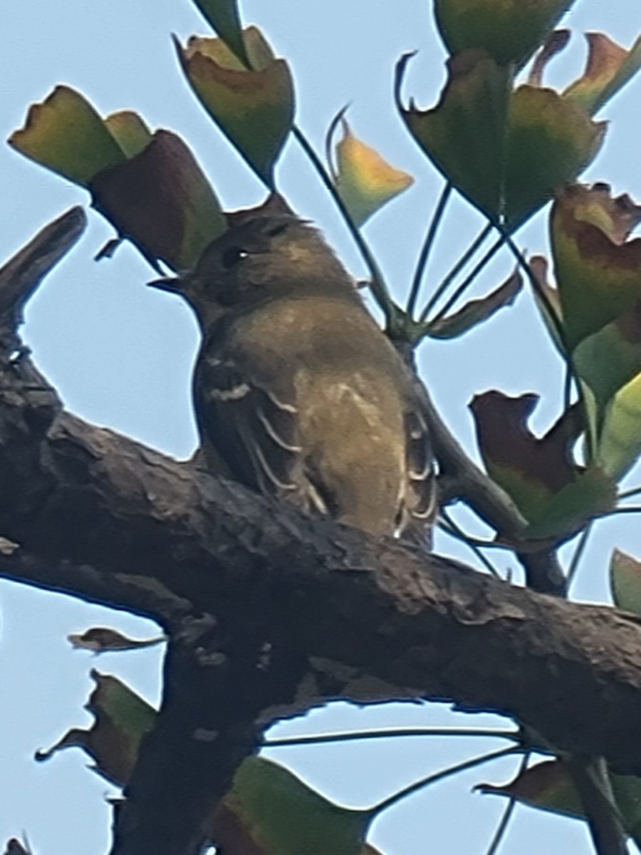 Mugimaki Flycatcher - ML644517778