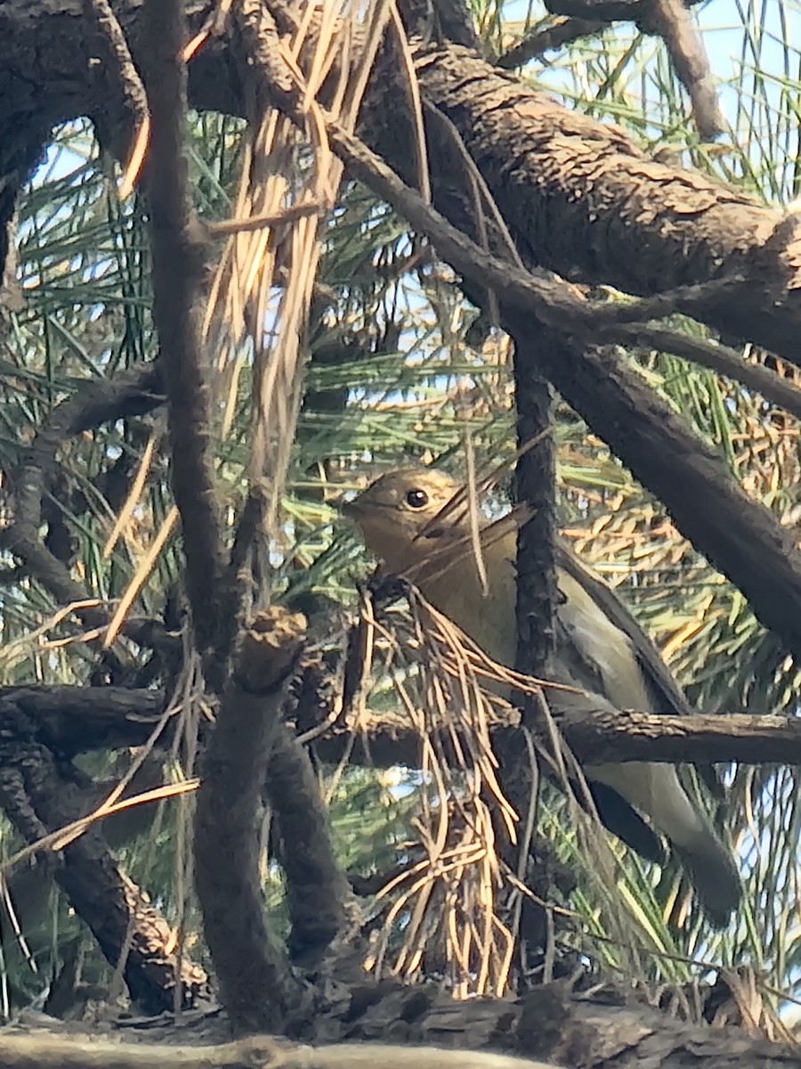 Mugimaki Flycatcher - ML644517779