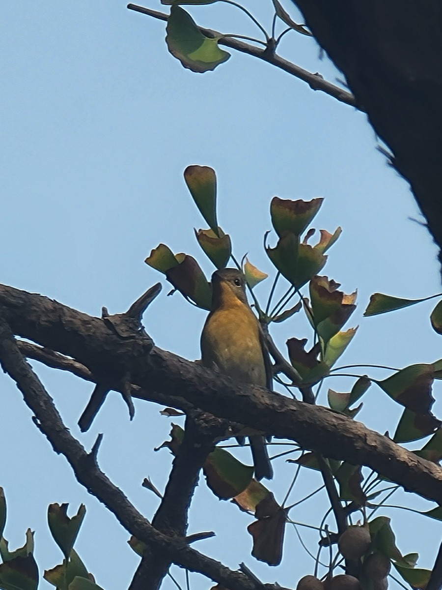 Mugimaki Flycatcher - ML644517780