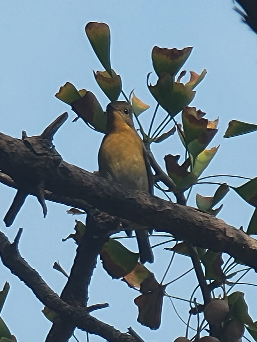 Mugimaki Flycatcher - ML644517781
