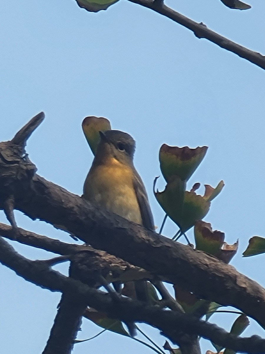 Mugimaki Flycatcher - ML644517782