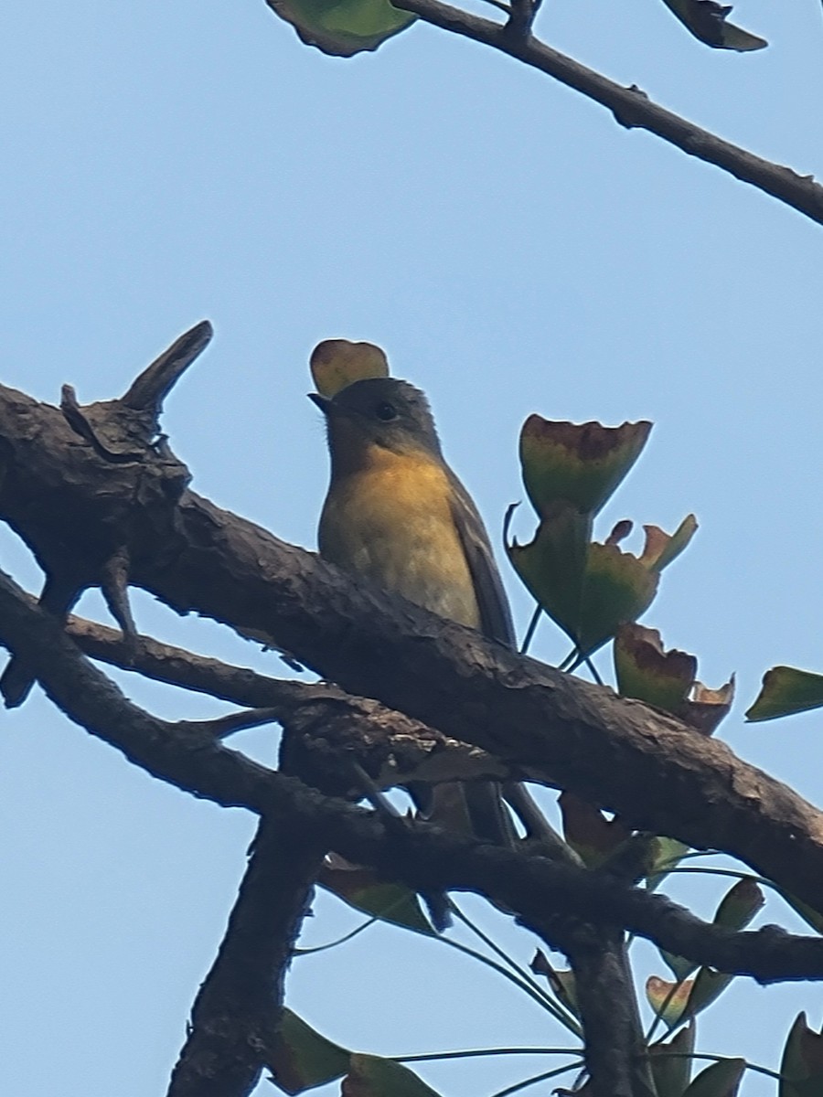 Mugimaki Flycatcher - ML644517783