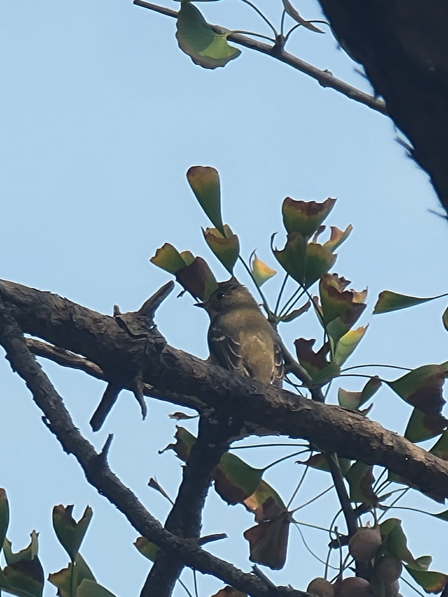 Mugimaki Flycatcher - ML644517784