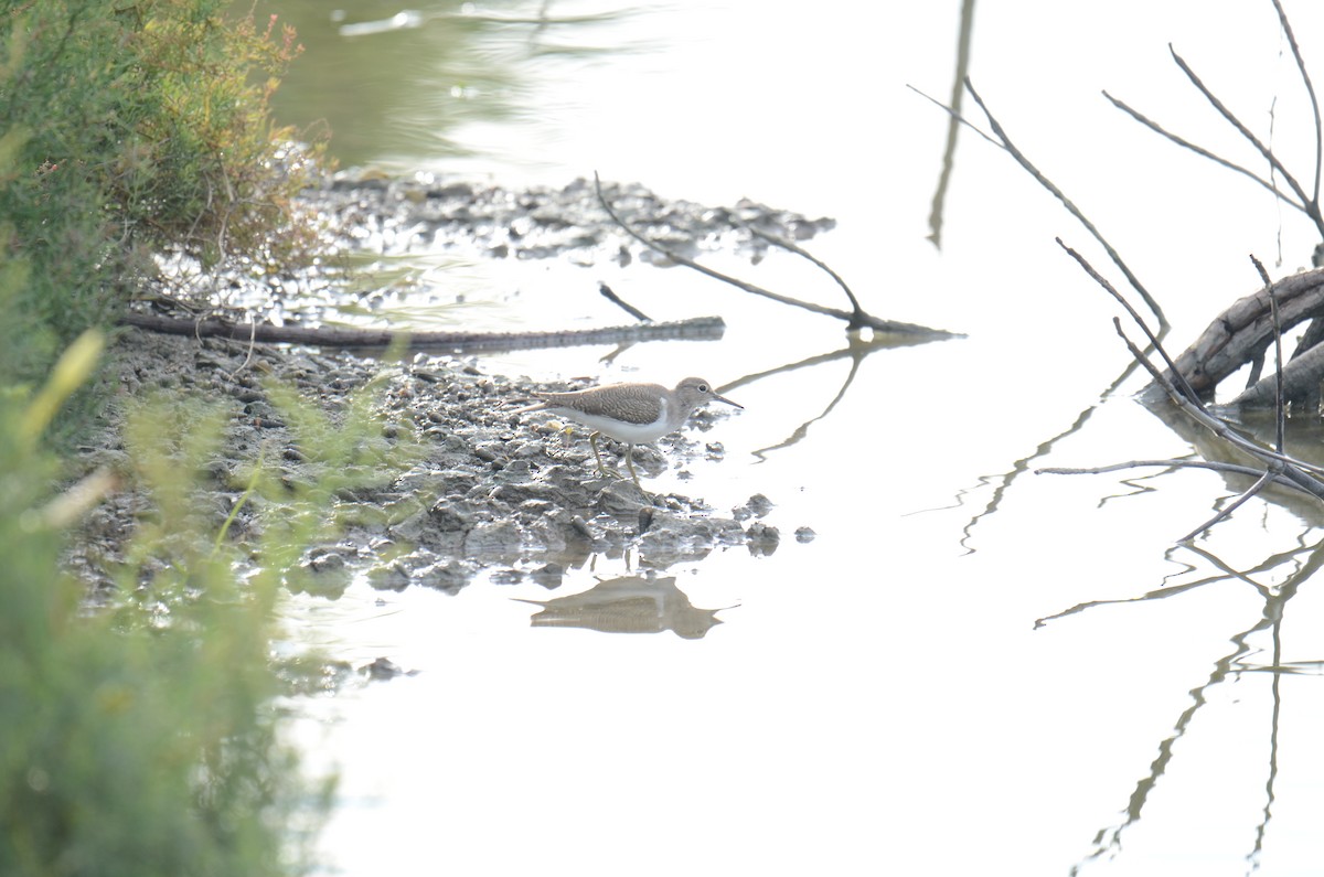 Dere Düdükçünü - ML644517785