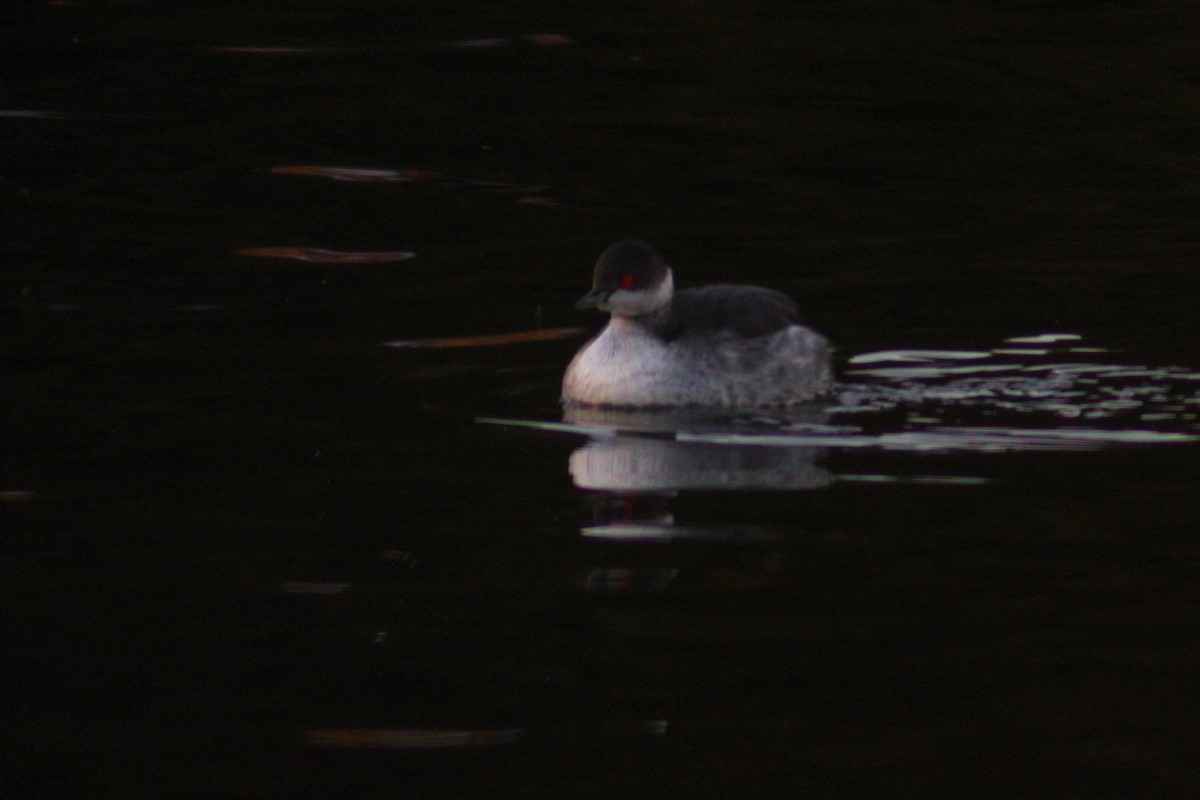 Eared Grebe - ML644517788