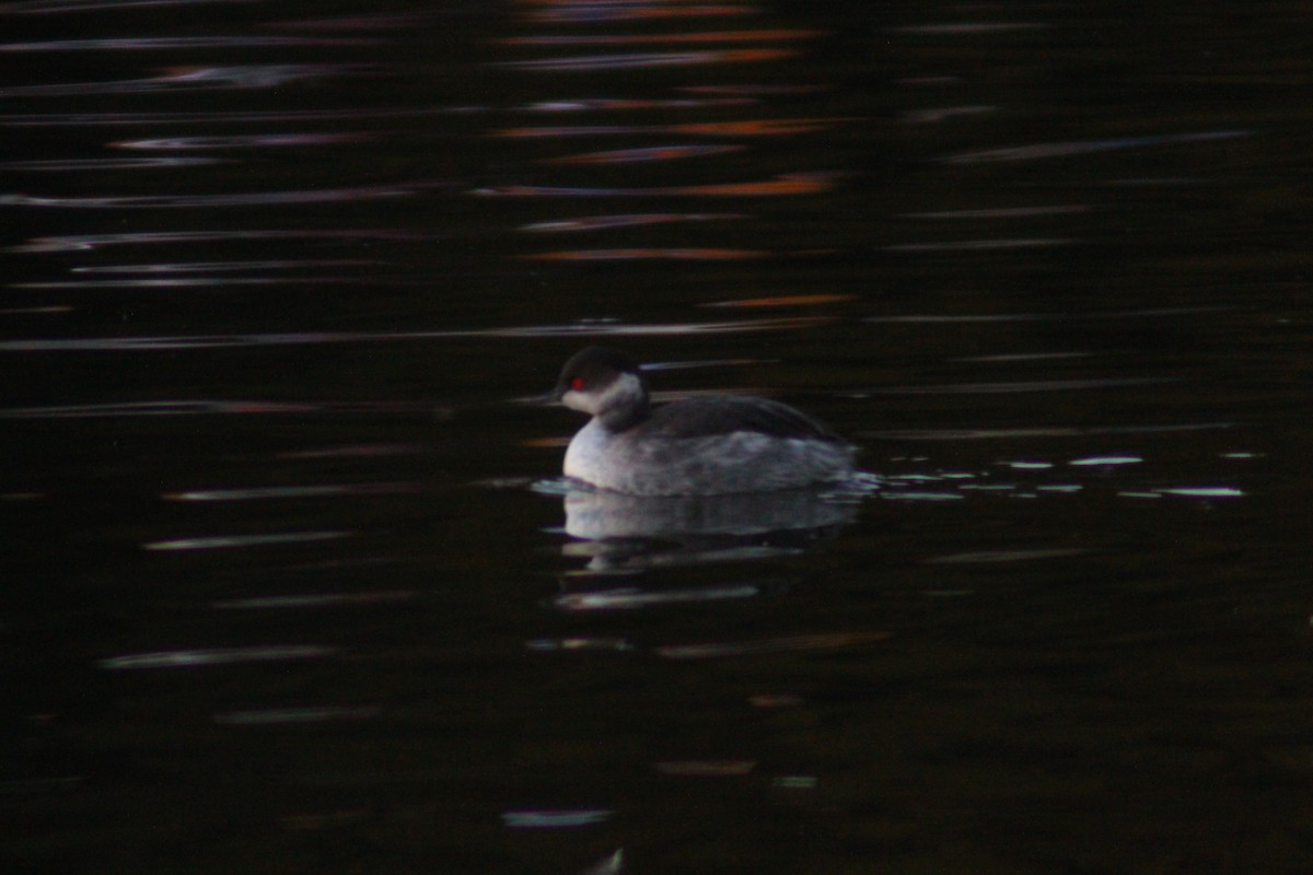 Eared Grebe - ML644517793