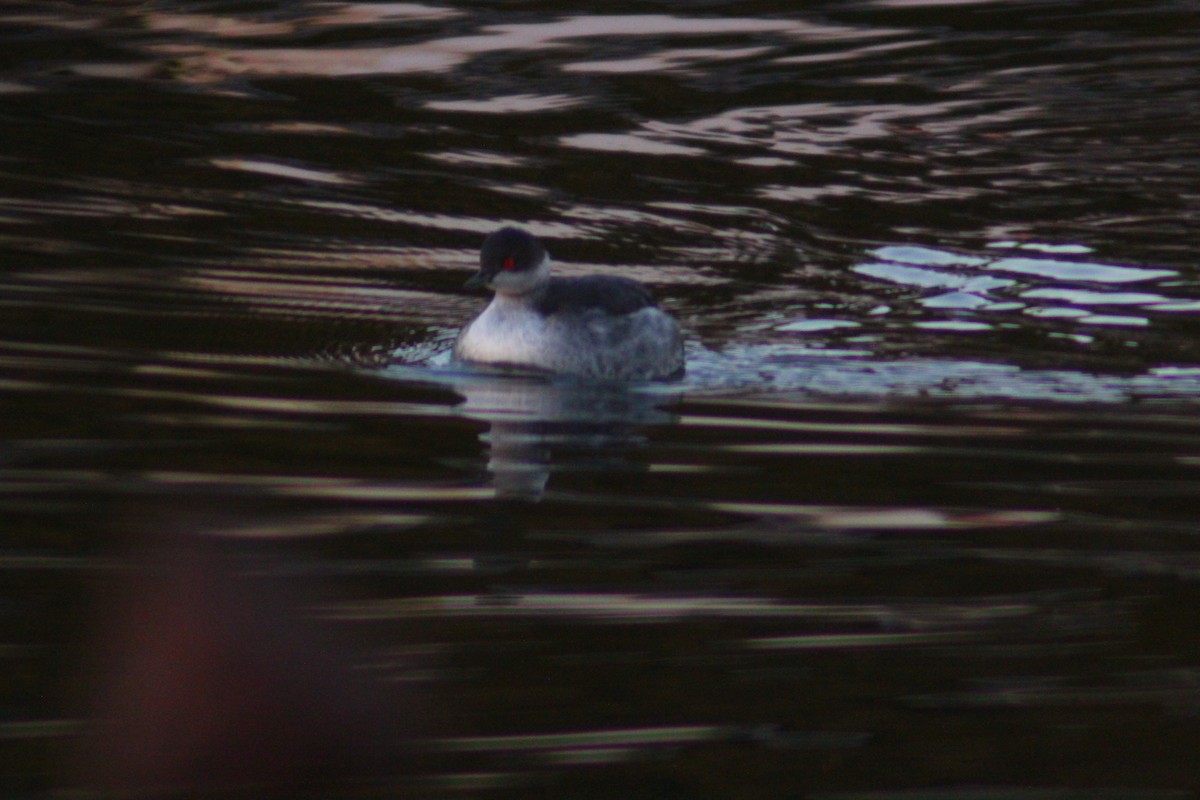 Eared Grebe - ML644517801
