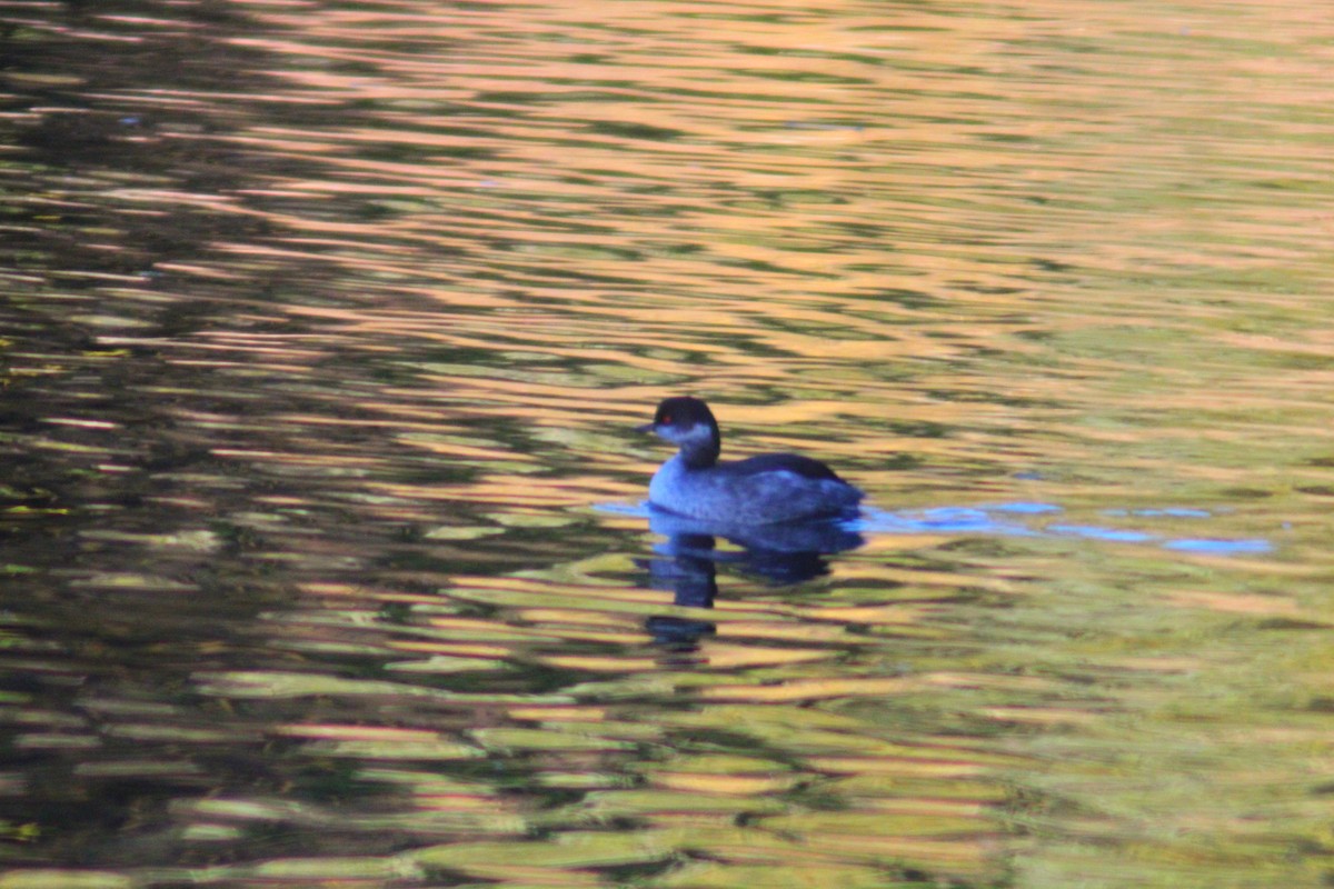 Eared Grebe - ML644517804