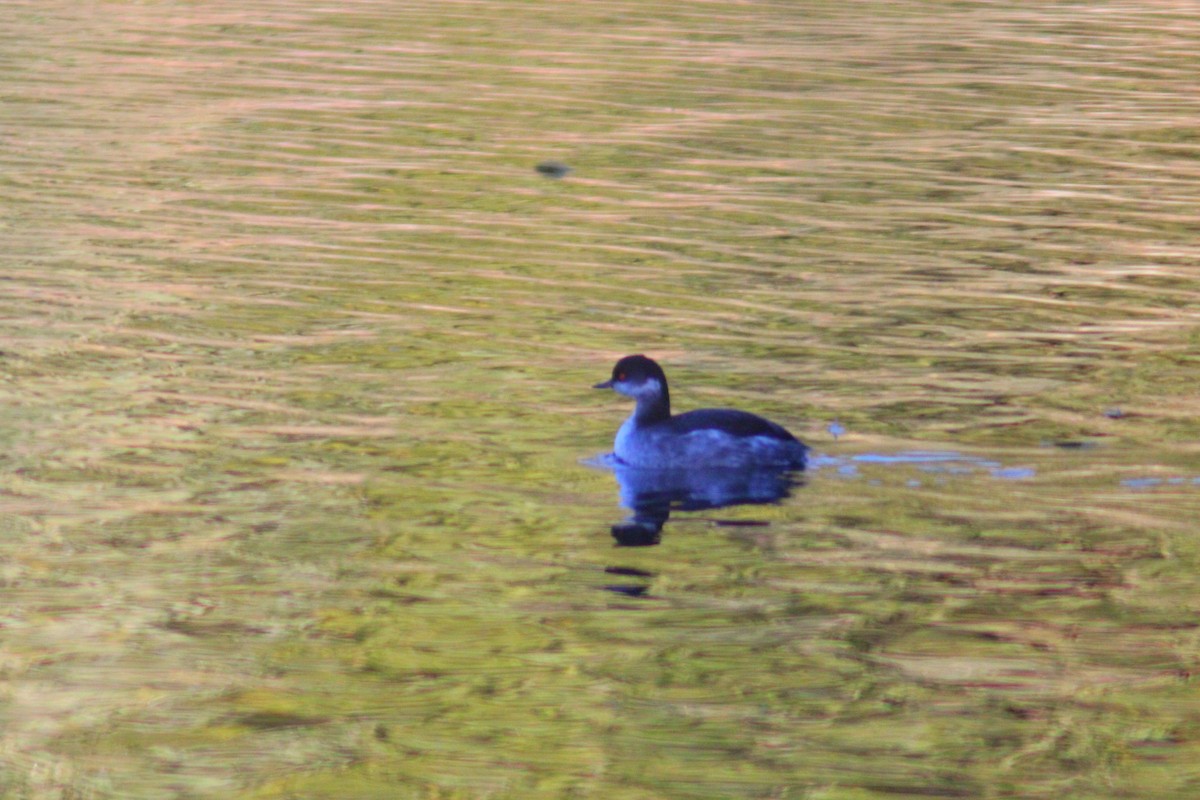 Eared Grebe - ML644517805