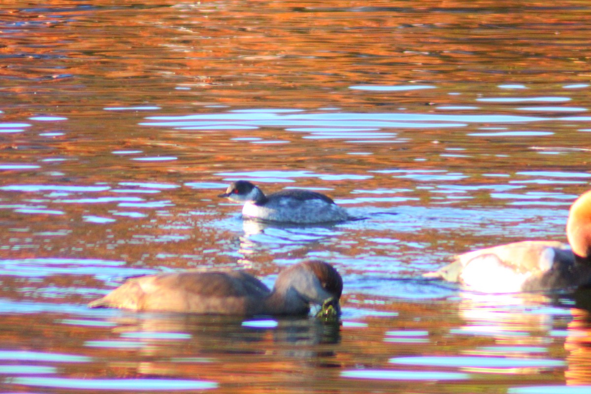 Eared Grebe - ML644517806